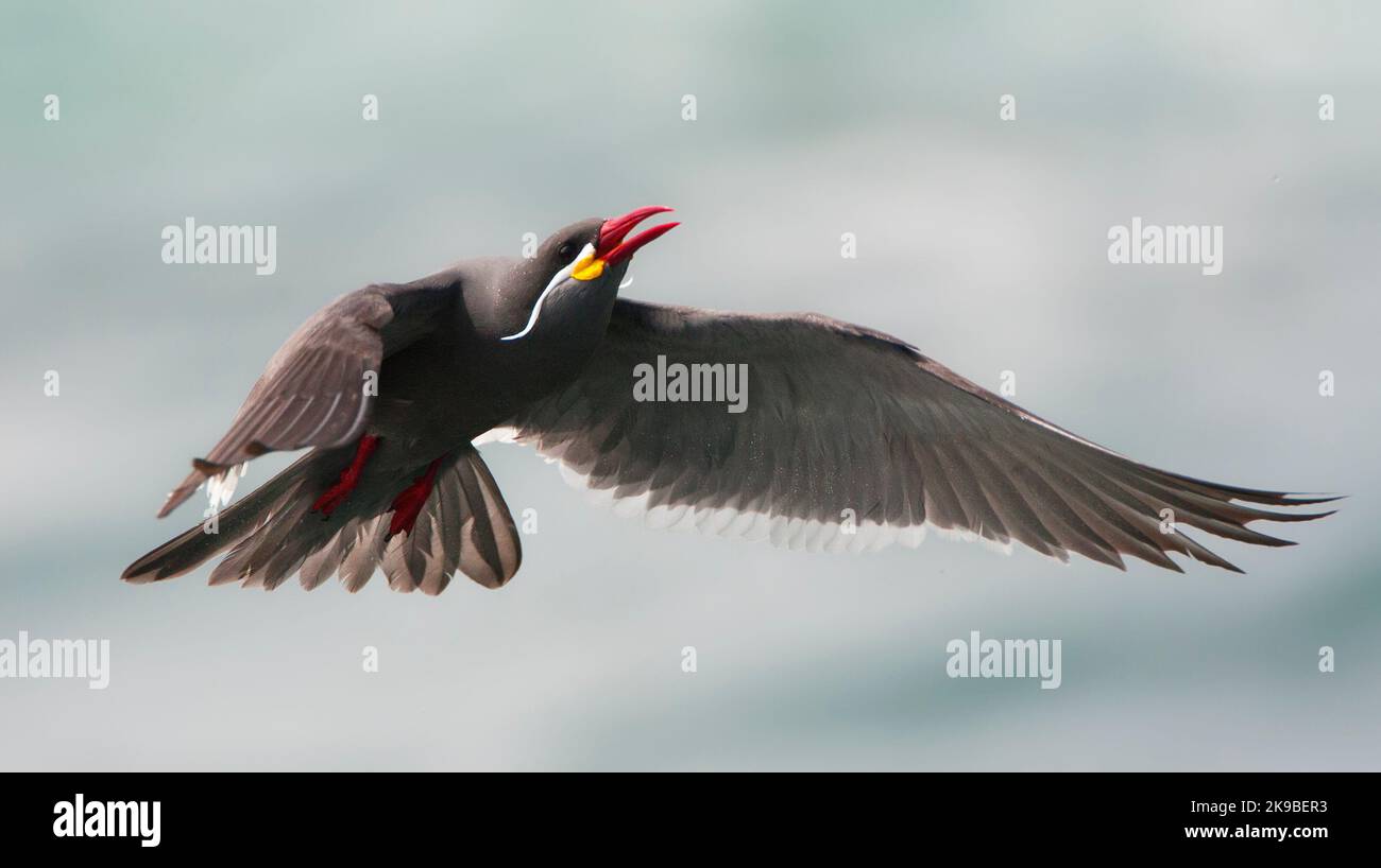 Incastern, Inca Tern, Larosterna inca Foto Stock
