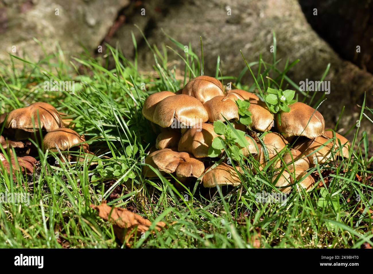 Mazzo di funghi a cupola raggruppati che crescono selvaggi tra erba verde Foto Stock