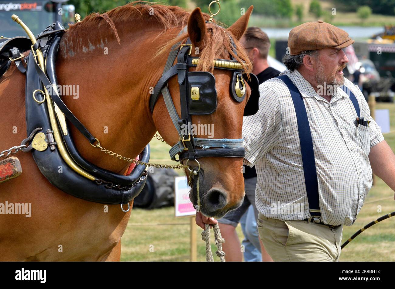 uomo che conduce shire cavallo Foto Stock