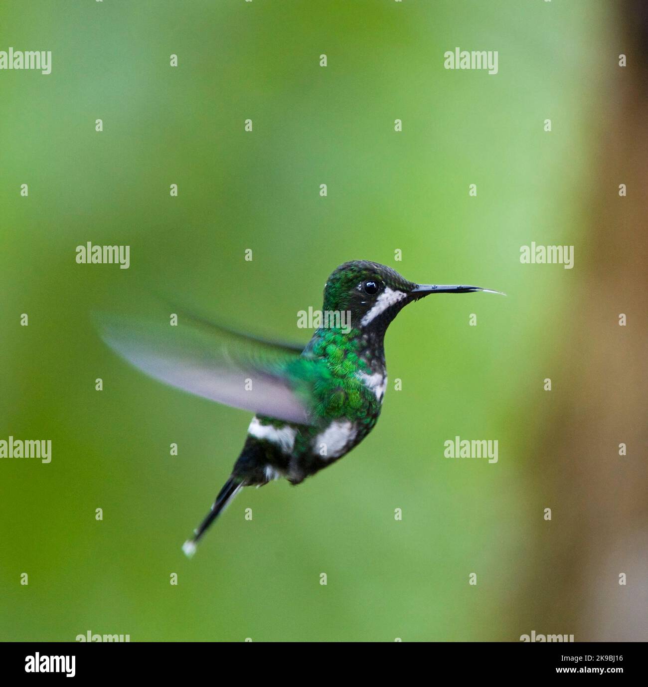 Verde Thorntail (Discosura conversii) nel versante ovest più basso delle Ande in Ecuador. Foto Stock