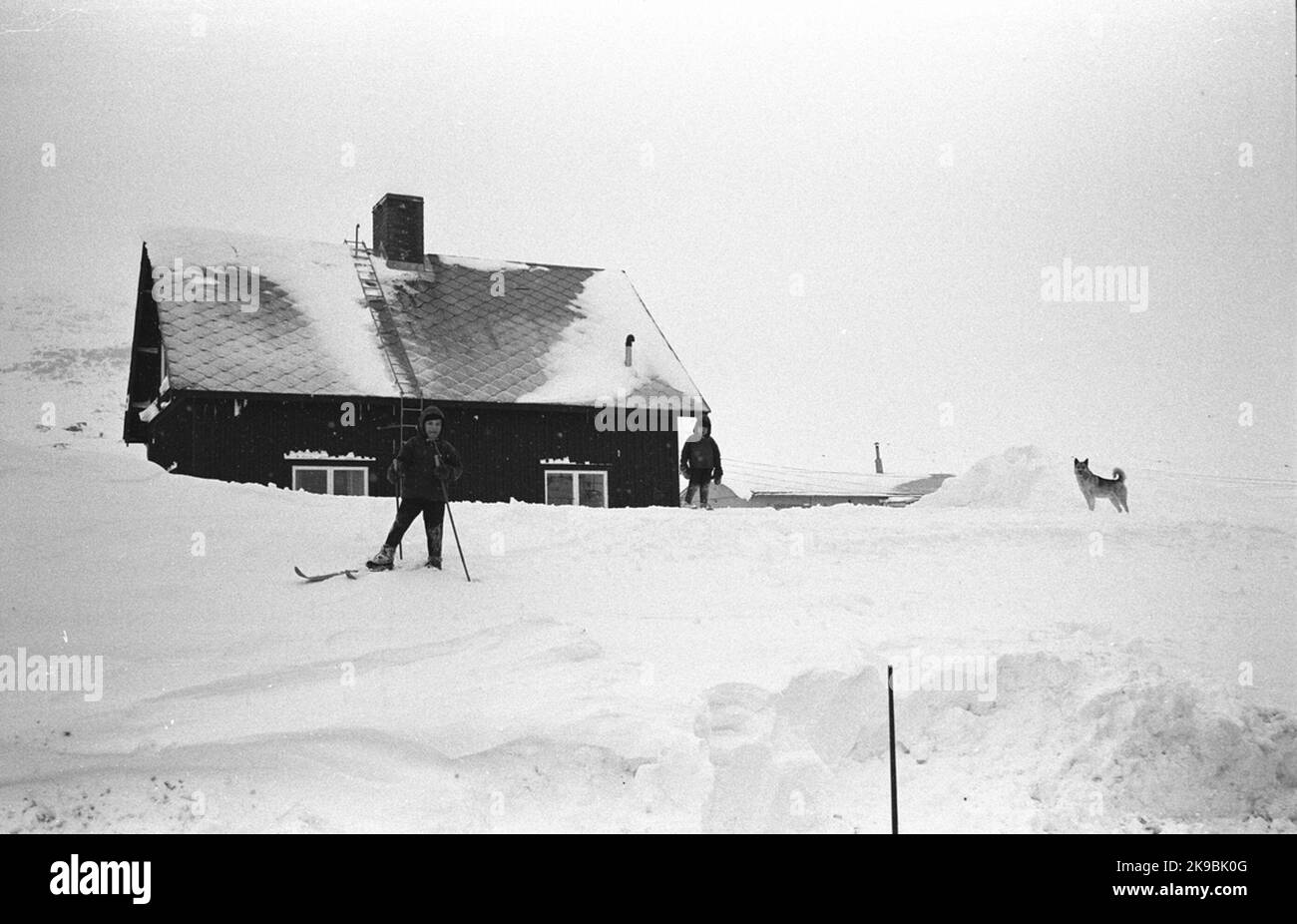 Il percorso Abisko-Vassijaure. Cane Foto Stock