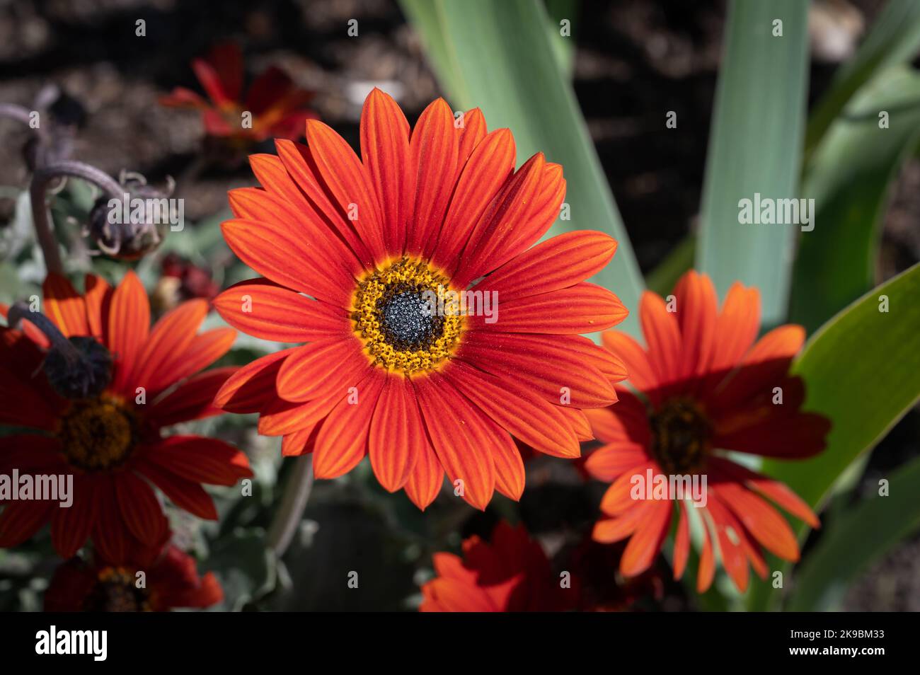 Opera fuoco daisy africano Foto Stock