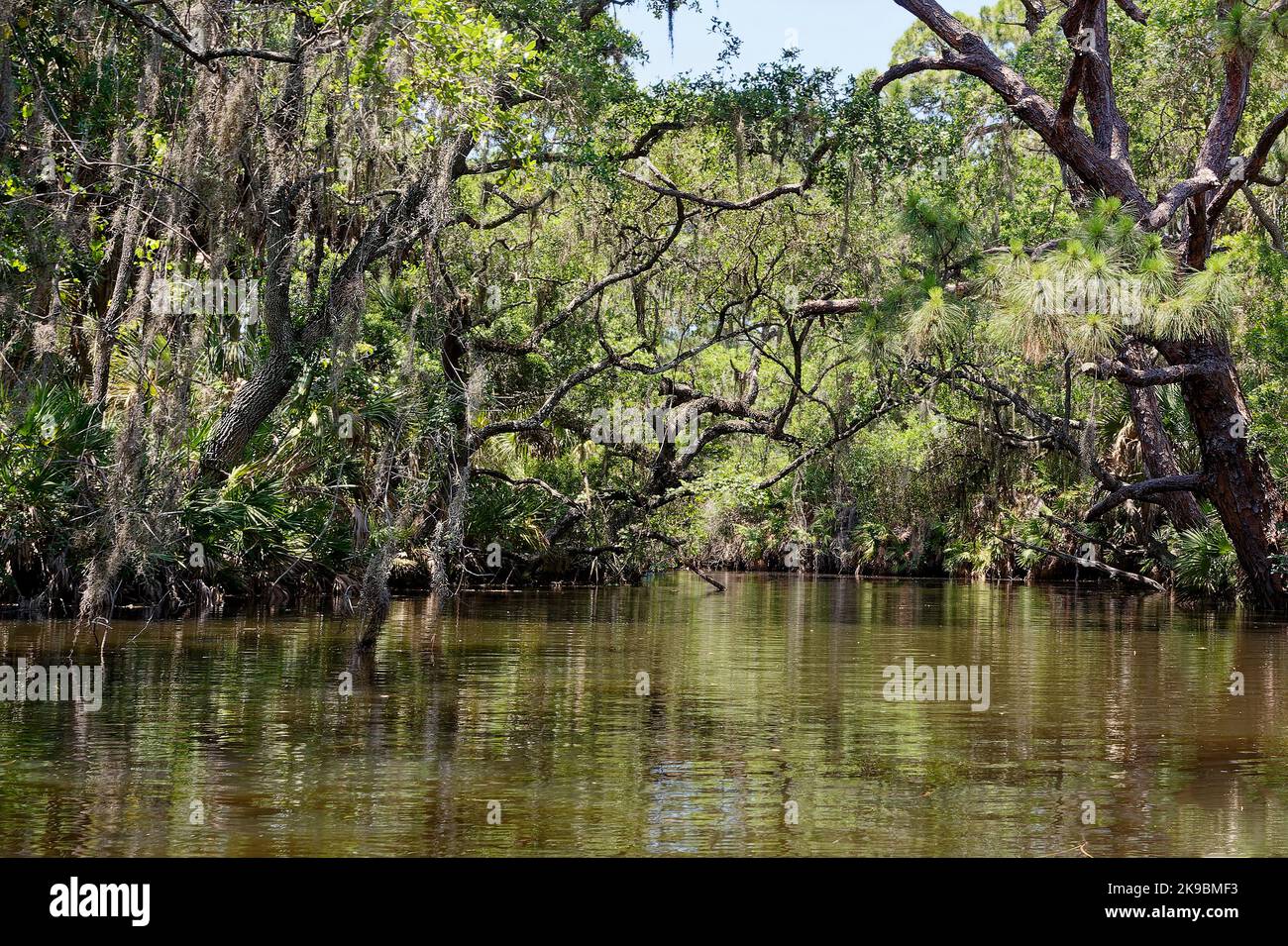 Natura scena, acqua, alberi verdi, muschio spagnolo, baldacchino, Reflections, tranquillo, South Creek, Oscar Scherer state Park, Florida, Osprey, Florida, primavera Foto Stock