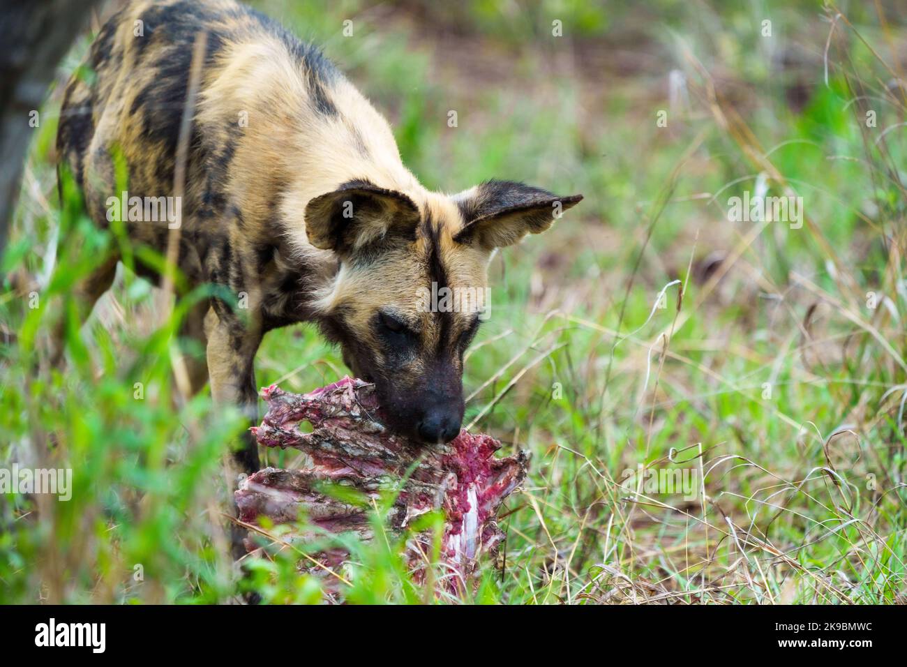 Cane selvatico africano, cane dipinto africano, lupo dipinto o cane da caccia africano (Licaon pictus). Mpumalanga. Sudafrica. Foto Stock