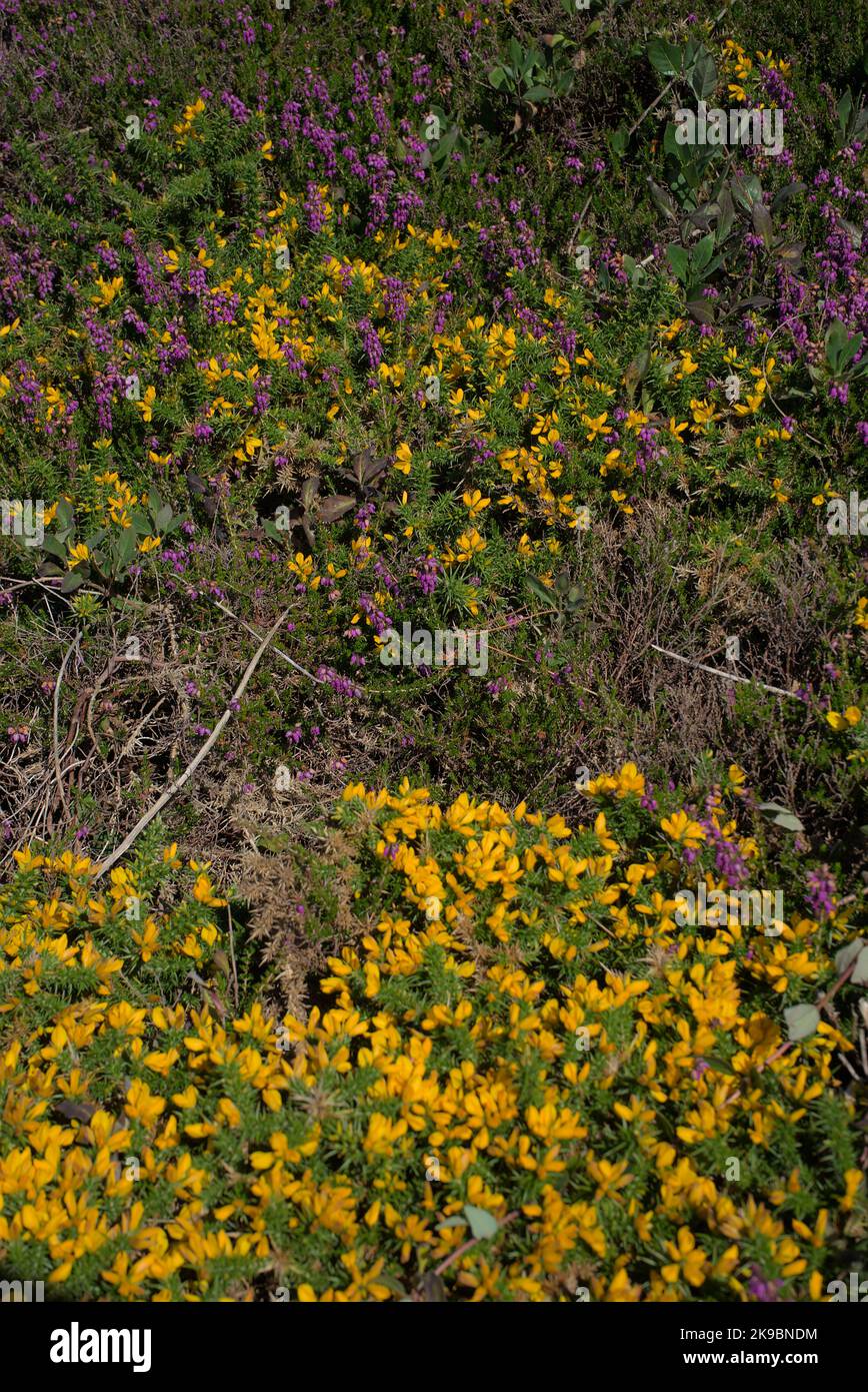 Piedi di erica gialla e rosa sulla brughiera bretone in primo piano. Costa di granito rosa Foto Stock