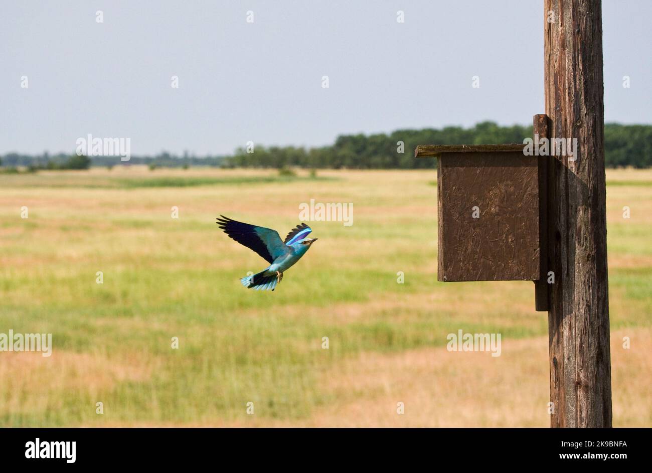 Scharrelaar bij nestkast Europeo di rullo in una scatola di nido Foto Stock