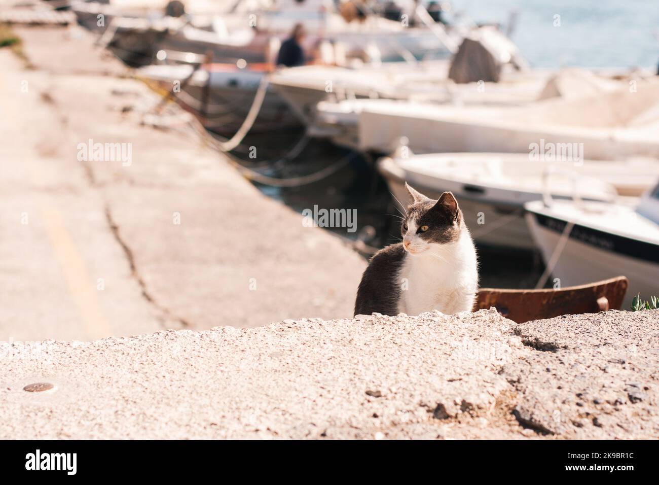 gatto grigio con un colletto bianco siede sul cemento presso il molo della barca nel caldo sole estivo. Foto Stock