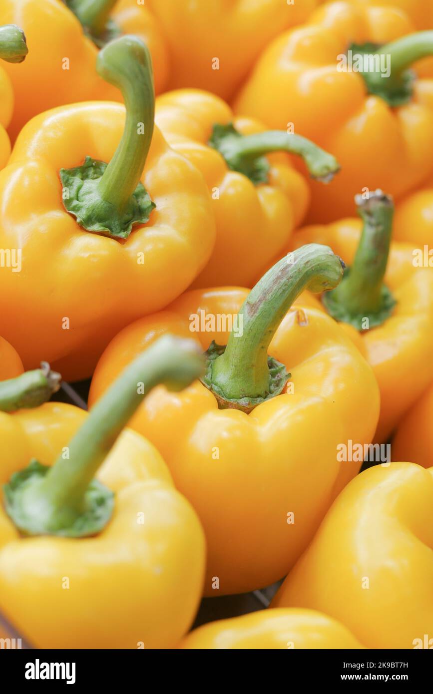 Capsicum giallo in un primo piano di fila Foto Stock