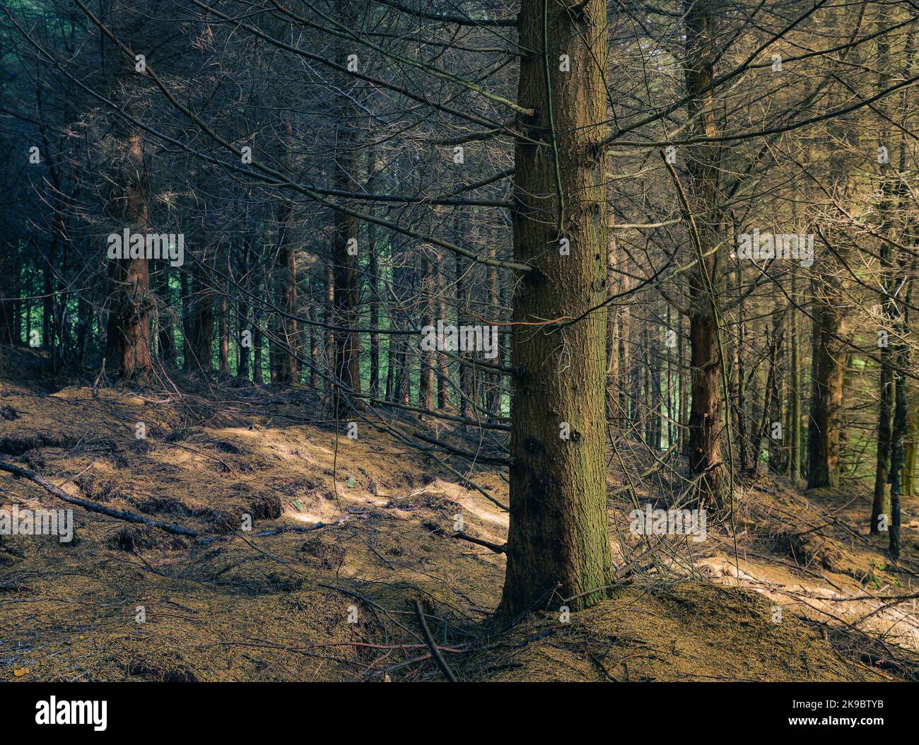 Alba nella foresta vicino al serbatoio Errwood nel Peak District. Luce del mattino che illumina gli alberi. Foto Stock