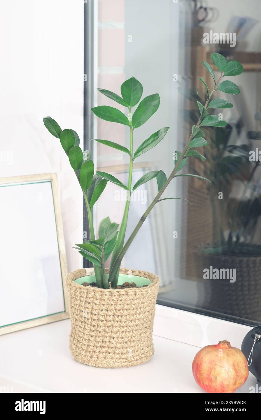 Zamioculcas o Zanzibar gemma, ZZ pianta, Zuzu pianta in juta maglia flowerpot. Su un windowsil in casa. piante di casa, boho arredamento minimo per garde indoor Foto Stock