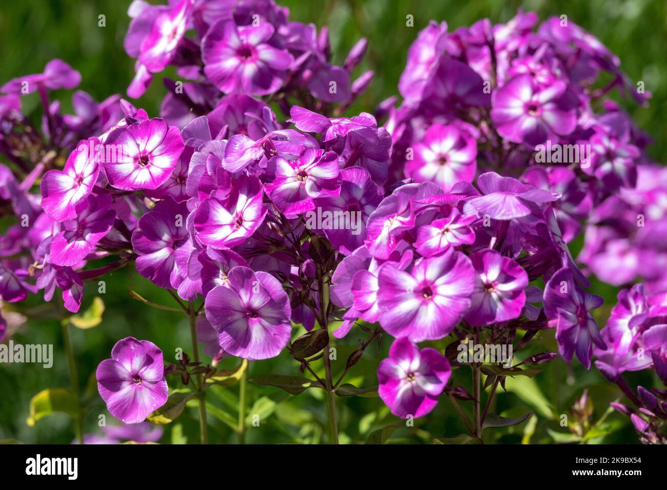 Viola, Phlox paniculata, Garden phlox, Viola bianco, Phloxes, Giardino, Mauve, Fiori, Phlox paniculata 'Wilhelm Kesselring' Foto Stock