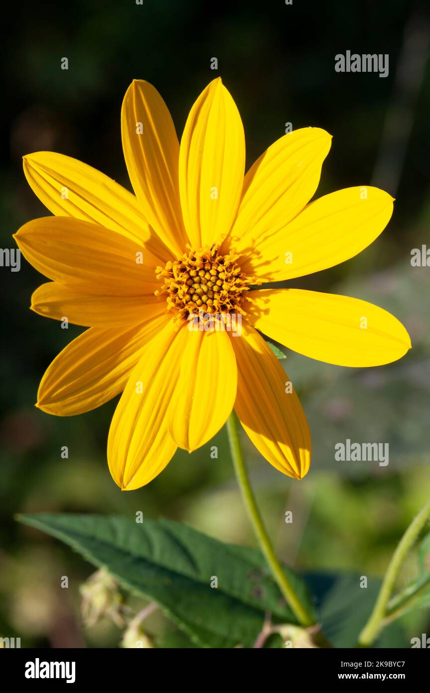 Italia, Lombardia, Crema, Parco del Serio, Massimiliano Girasole, Helianthus Maximiliani Foto Stock