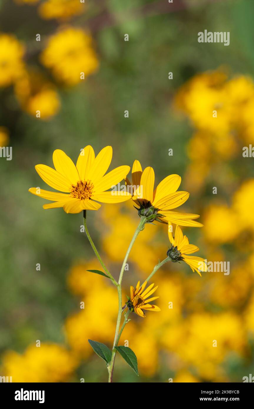Italia, Lombardia, Crema, Parco del Serio, Massimiliano Girasole, Helianthus Maximiliani Foto Stock