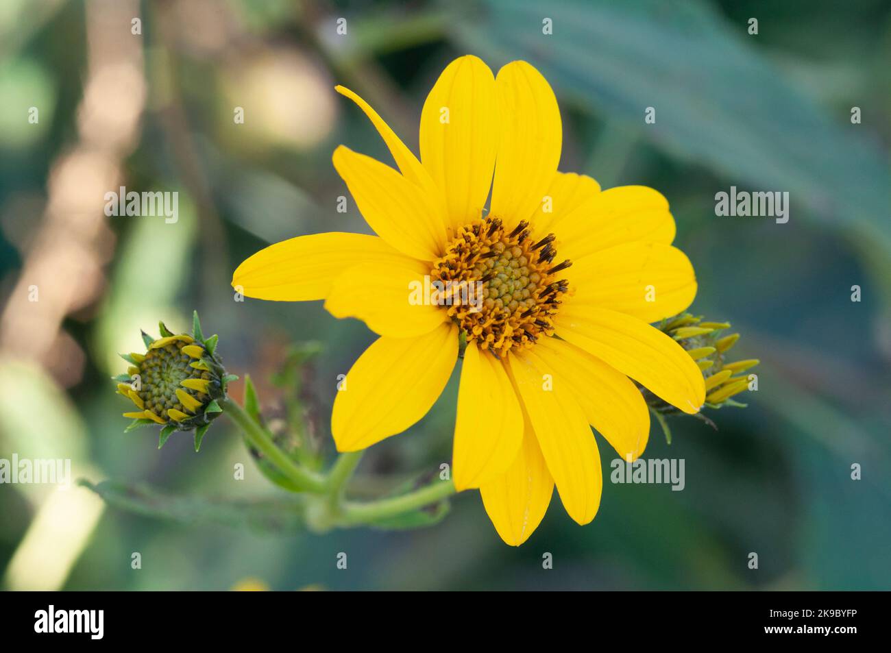 Italia, Lombardia, Crema, Parco del Serio, Massimiliano Girasole, Helianthus Maximiliani Foto Stock