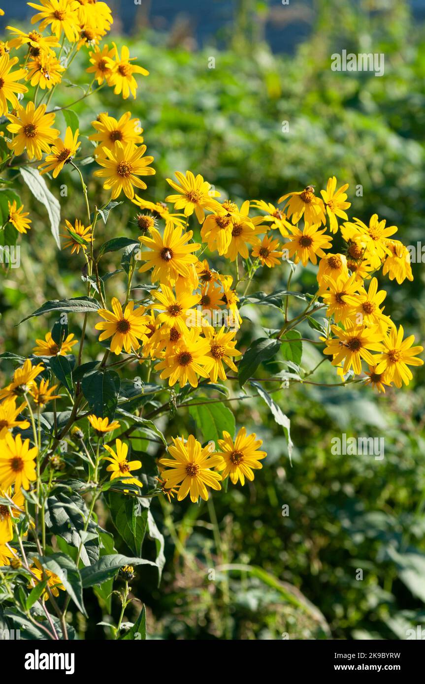 Italia, Lombardia, Crema, Parco del Serio, Massimiliano Girasole, Helianthus Maximiliani Foto Stock
