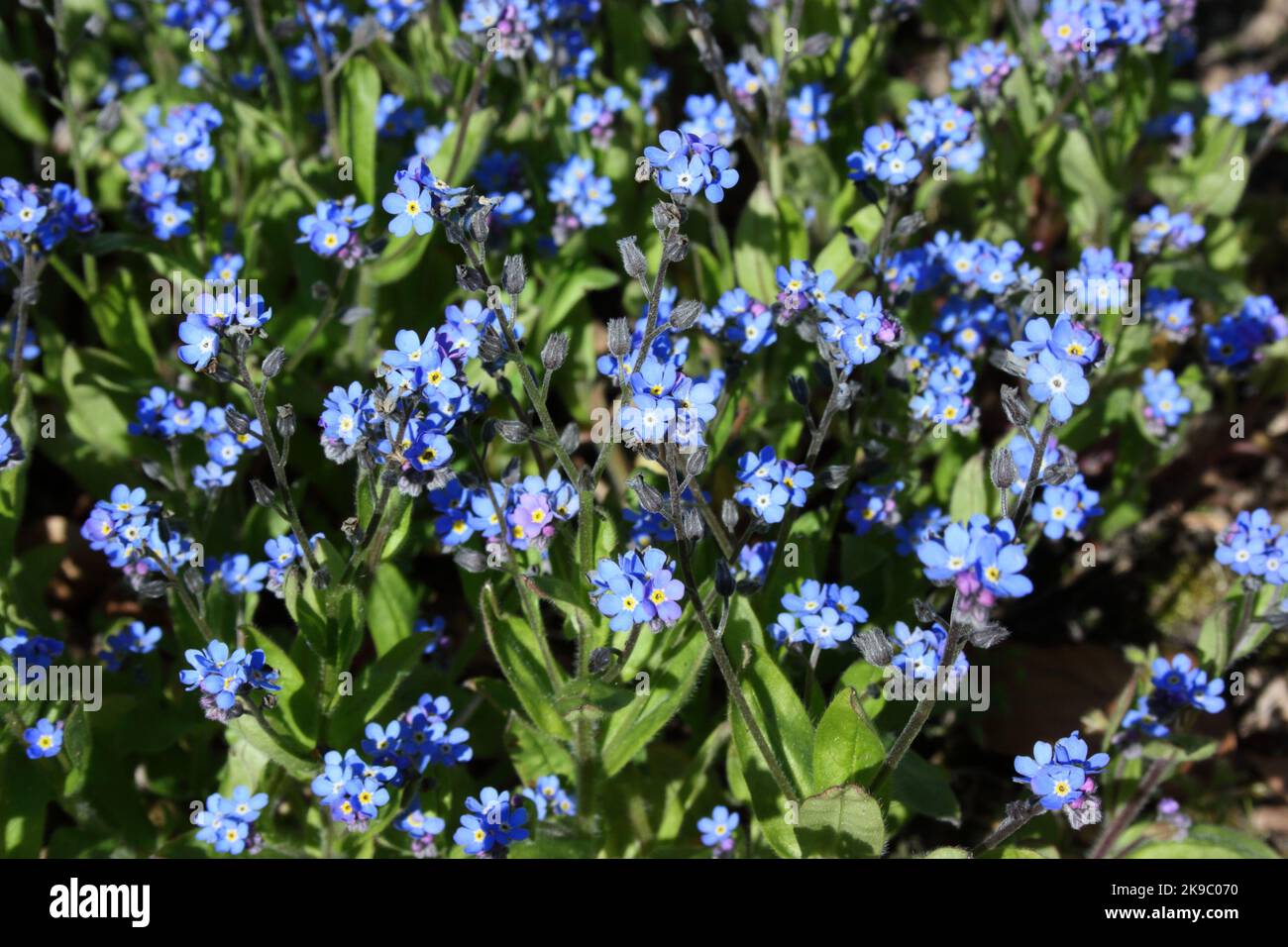 Alpine Forget-Me-Not (Myosotis alpestris) in giardino. Foto Stock