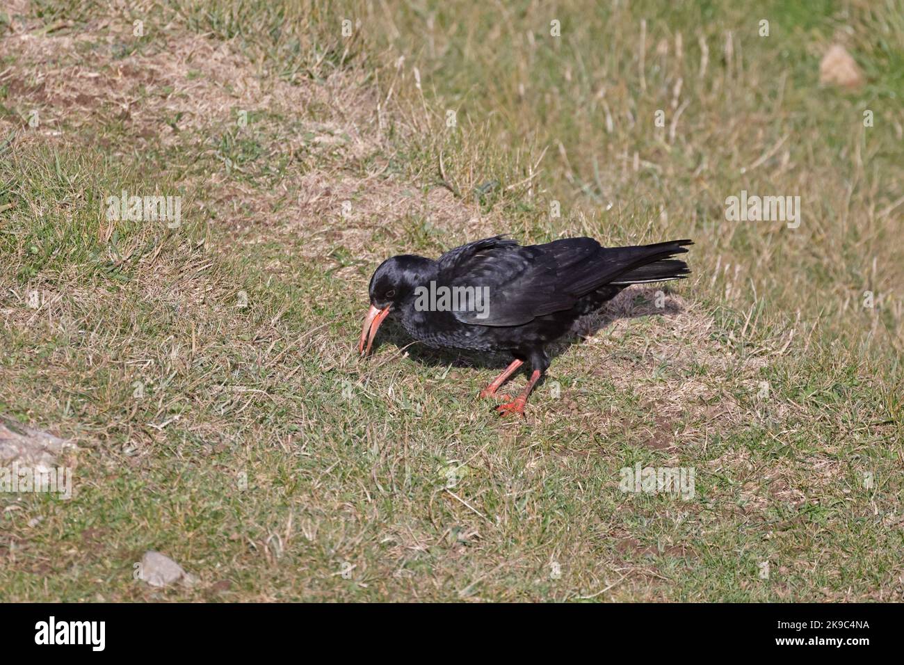 Chough con fattura rossa sul Gower Wales UK Foto Stock