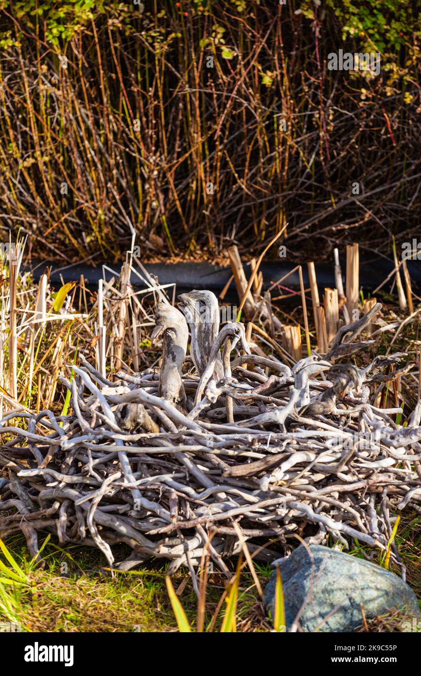 Nido di uccelli costruito da driftwood al patrimonio Britannia Ship Yard a Steveston British Columbia Canada Foto Stock