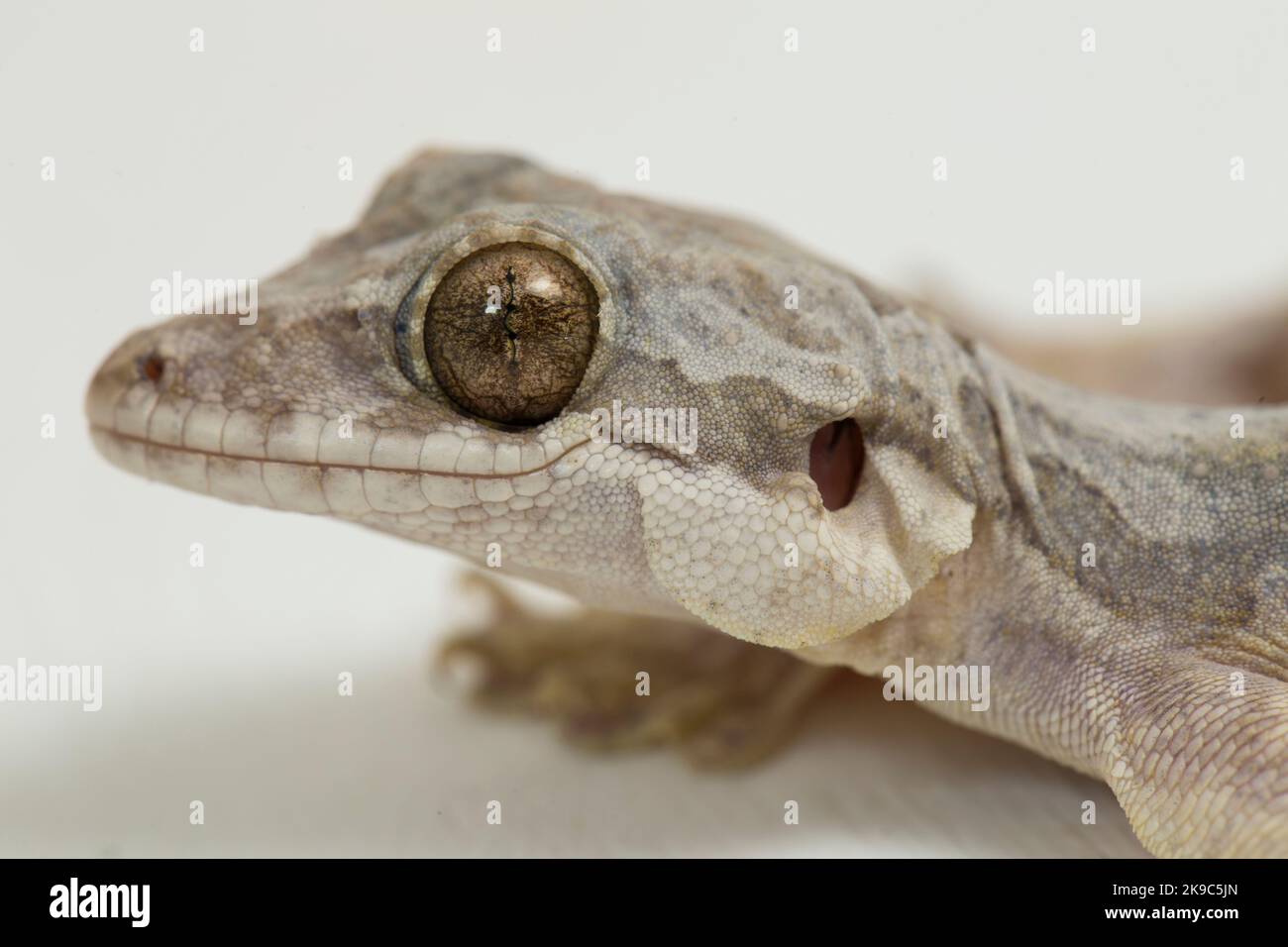 Geco volante comune Gecko volante di Kuhl Ptychozoon kuhli isolato su sfondo bianco. Foto Stock