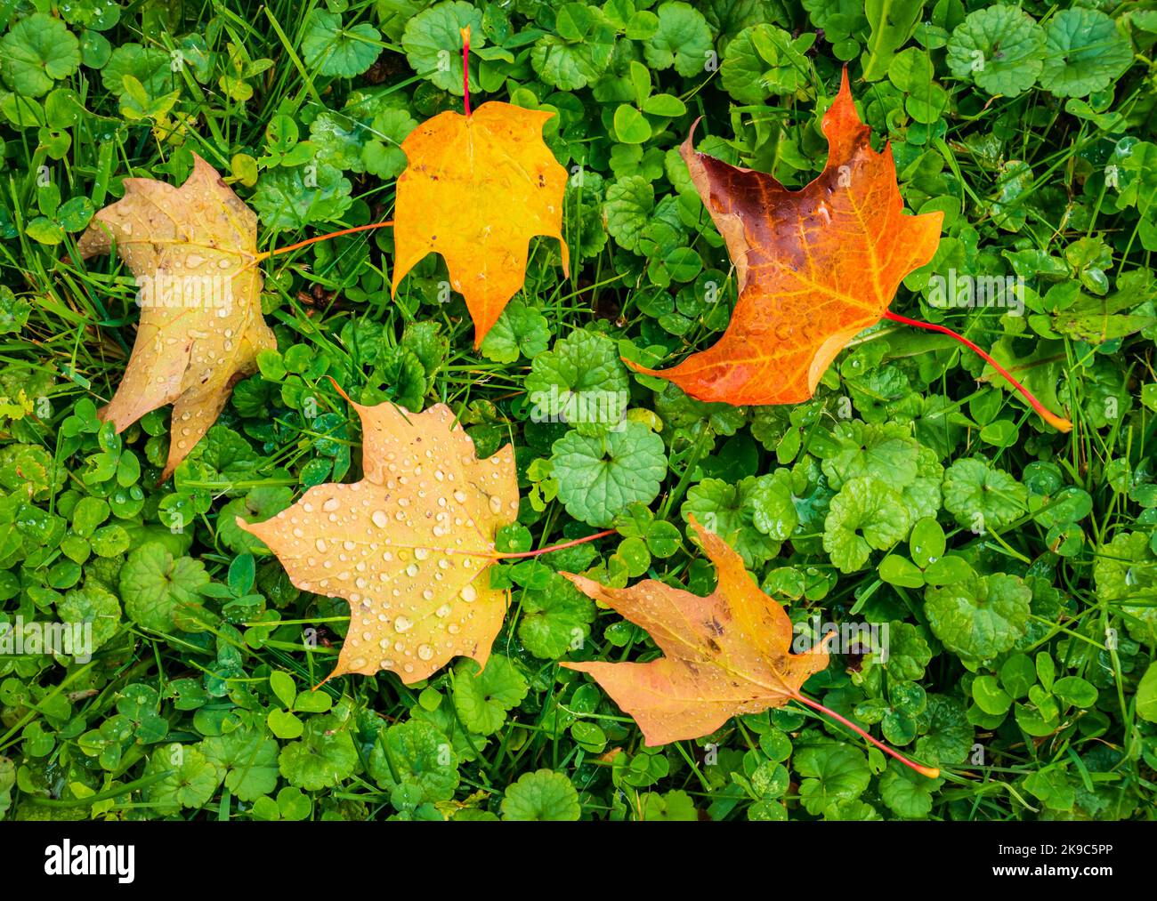gocce di pioggia sulle foglie di acero caduto sull'erba Foto Stock