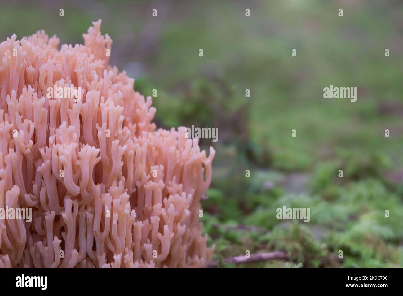 Ramaria farmosa, primo piano con funghi coralli rosa. Sfondo corallo salmone texture. Foto Stock