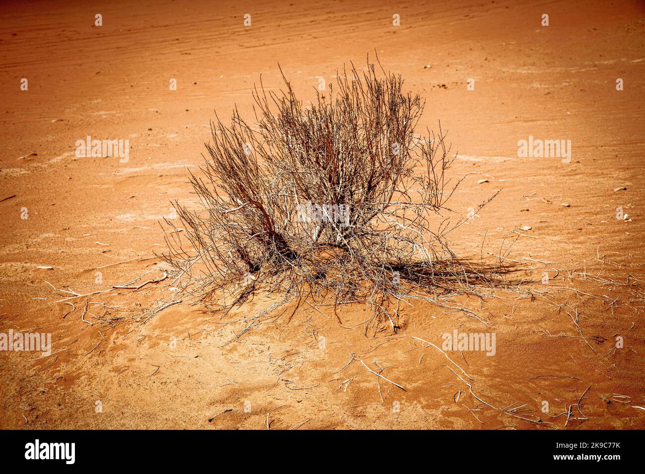 solitario cespuglio asciutto nel deserto Foto Stock