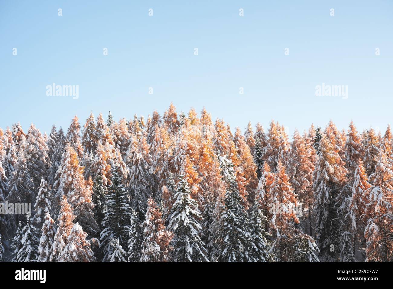 Paesaggio pittoresco con larici arancioni ricoperti dalla prima neve e cielo azzurro chiaro Foto Stock