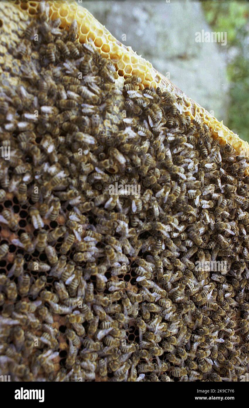 Romania, circa 2002. Primo piano di una cornice alveare, con centinaia di api sul nido d'ape. Foto Stock