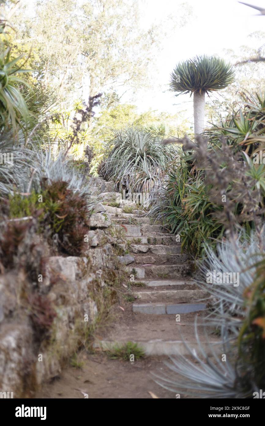 Vecchi gradini di pietra che saliscono attraverso un bel giardino succulento. Foto Stock