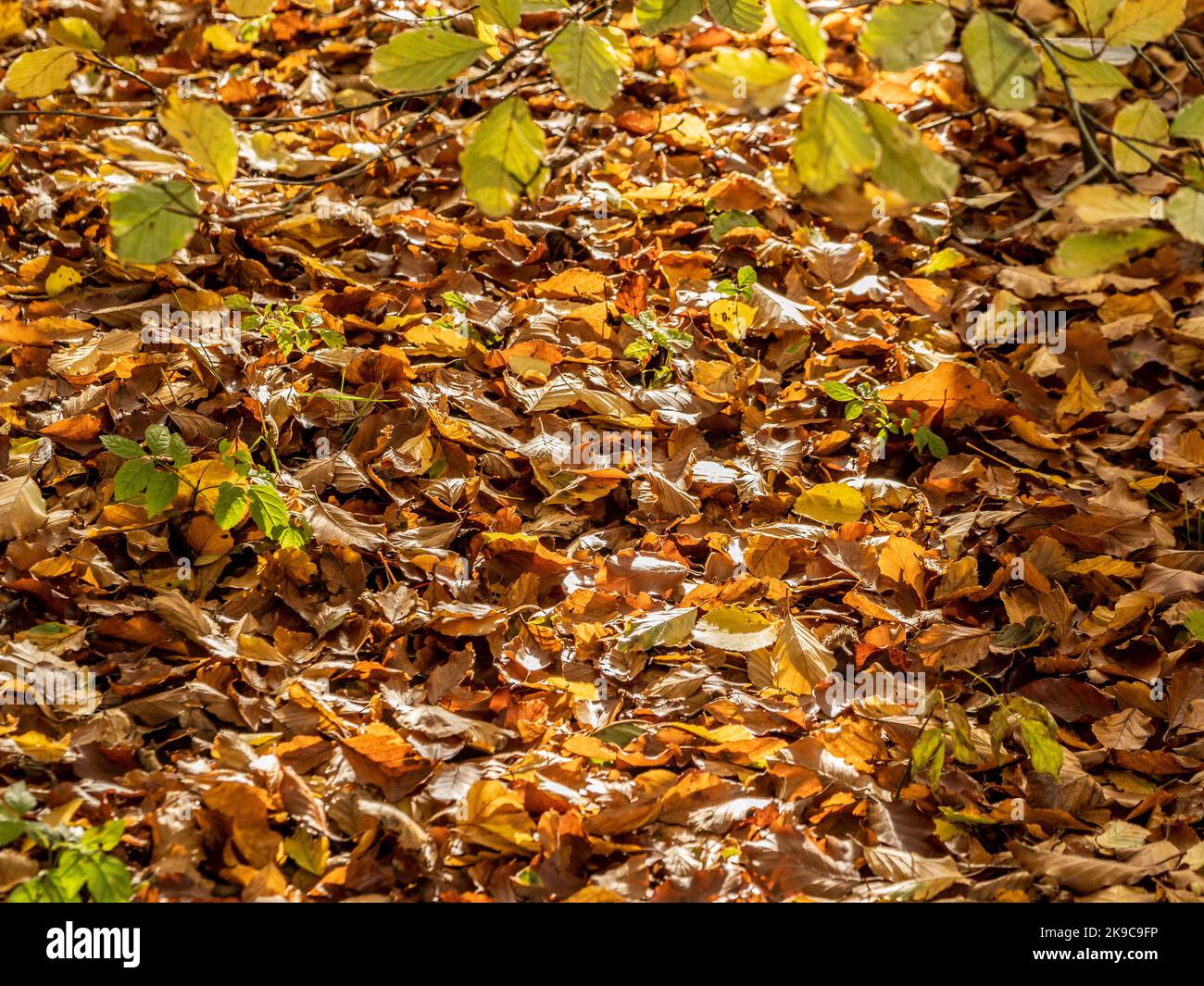 Foglie di faggio dorate cadute sul terreno sotto rami di foglie verdi Foto Stock