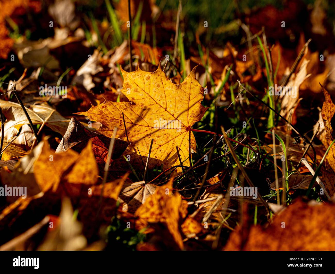 Primo piano di foglie dorate retroilluminate da un Acer albero sdraiato a terra, in autunno. Foto Stock
