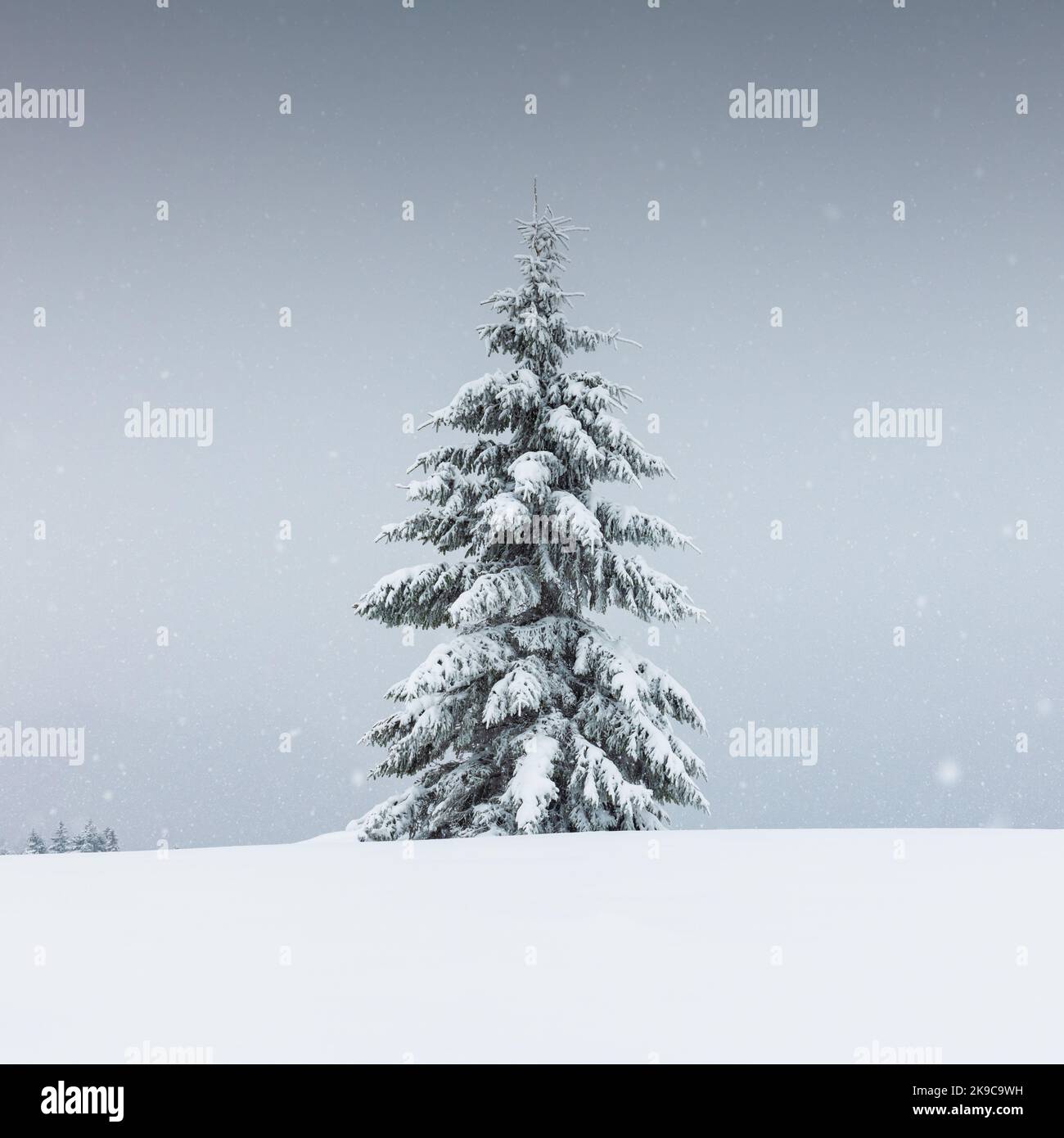 Un paesaggio fantastico con un solitario snowy tree in un campo invernale. Scena minimalista in nuvoloso e nebbioso meteo Foto Stock