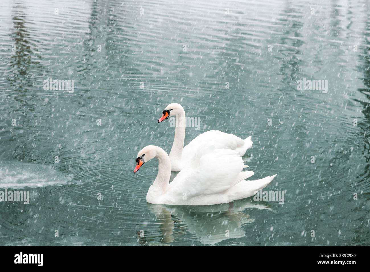 Coppia di cigni bianchi nuotano nell'acqua del lago d'inverno. Caduta di neve. Fotografia animale Foto Stock