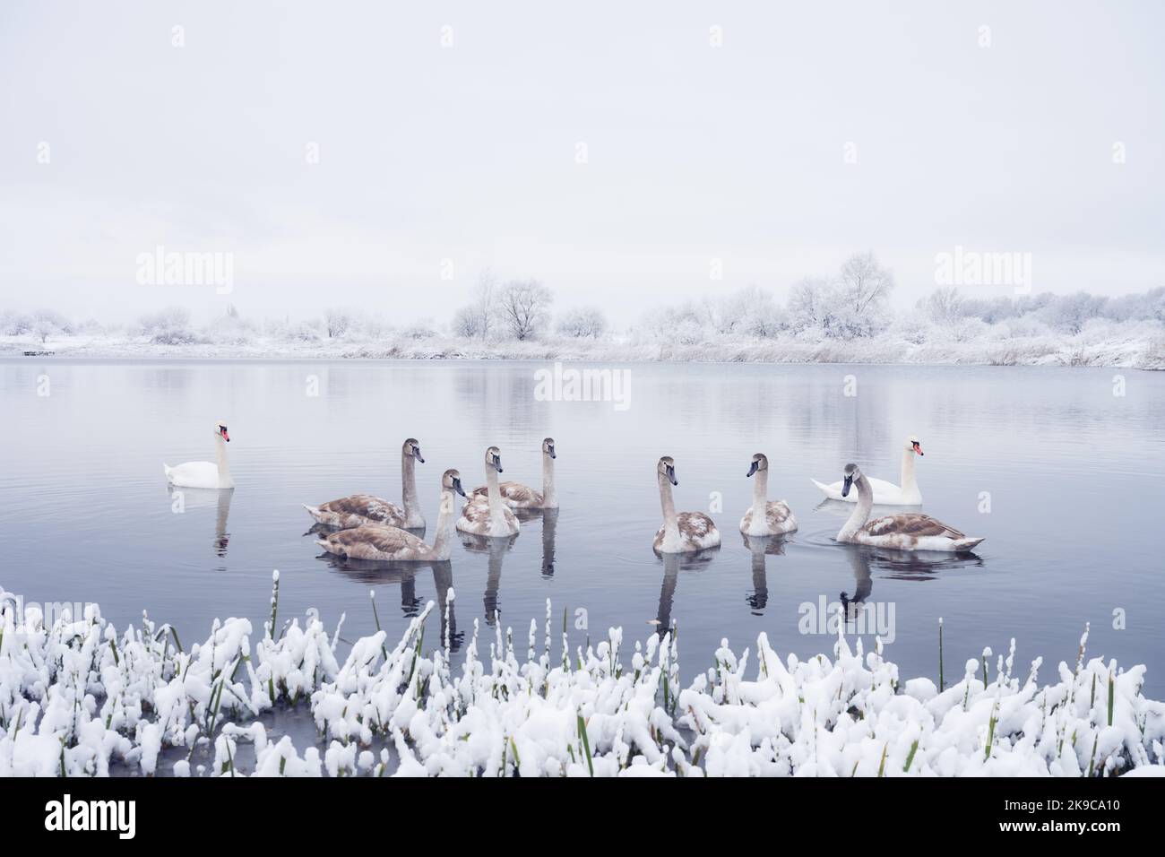 La famiglia dei cigni nuota nell'acqua del lago d'inverno in tempo di alba. Cigno bianco adulto e piccoli pulcini grigi in acqua ghiacciata la mattina. Frosty alberi nevosi sullo sfondo. Fotografia animale Foto Stock