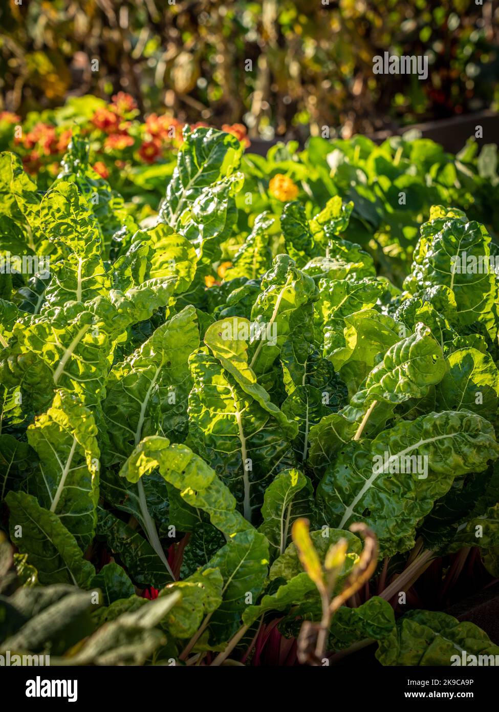 Cortile svizzero retroilluminato che cresce in un giardino britannico. Foto Stock