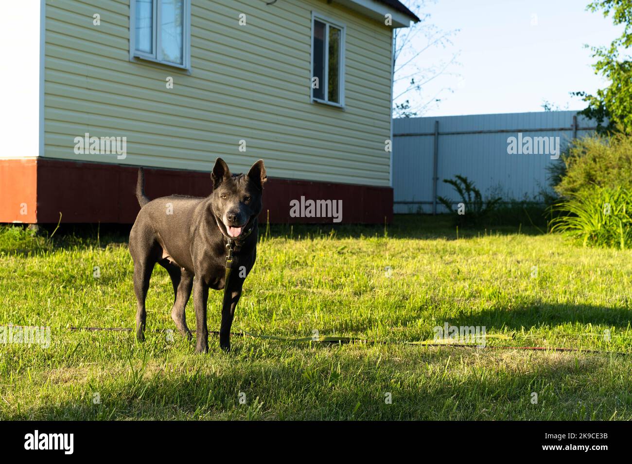 Voce selettiva. Ridgeback tailandese sullo sfondo di una casa di campagna sul prato. Foto Stock