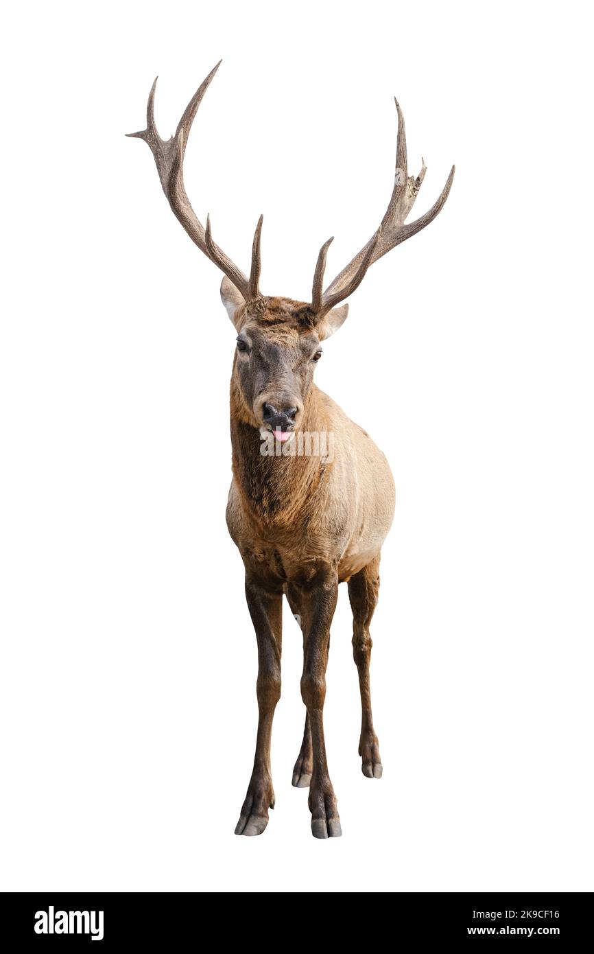 Il cervo rosso con enormi corna è isolato su sfondo bianco. Primo piano con cervi rossi per tutta la lunghezza Foto Stock