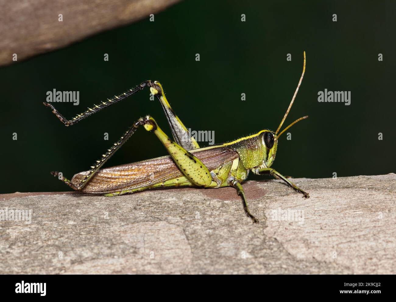 Obscure Bird Grasshopper (Schistocerca oscura) su un albero di mirto Crepe di notte a Houston, Texas. Specie autoctona in tutti gli Stati Uniti. Foto Stock