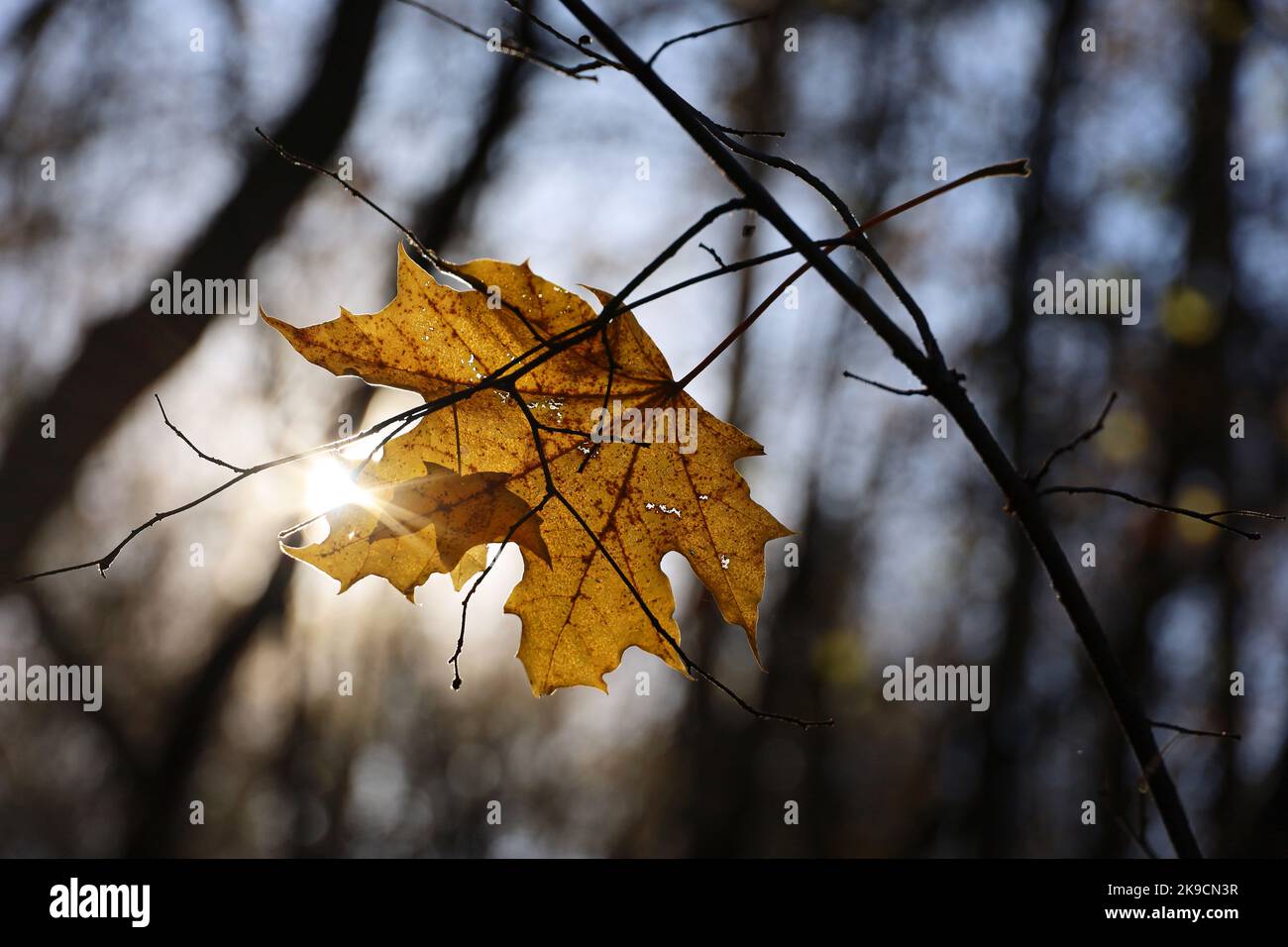 Foglia d'acero arancione su un ramo d'albero su sfondo luminoso. Stagione autunnale, natura sbiadente Foto Stock