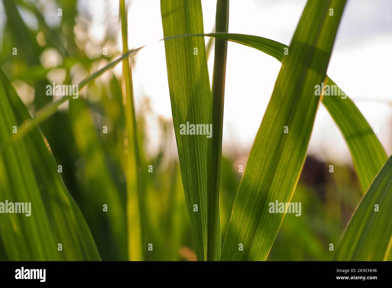 Erba verde contro il cielo mattutino in Polonia Foto Stock