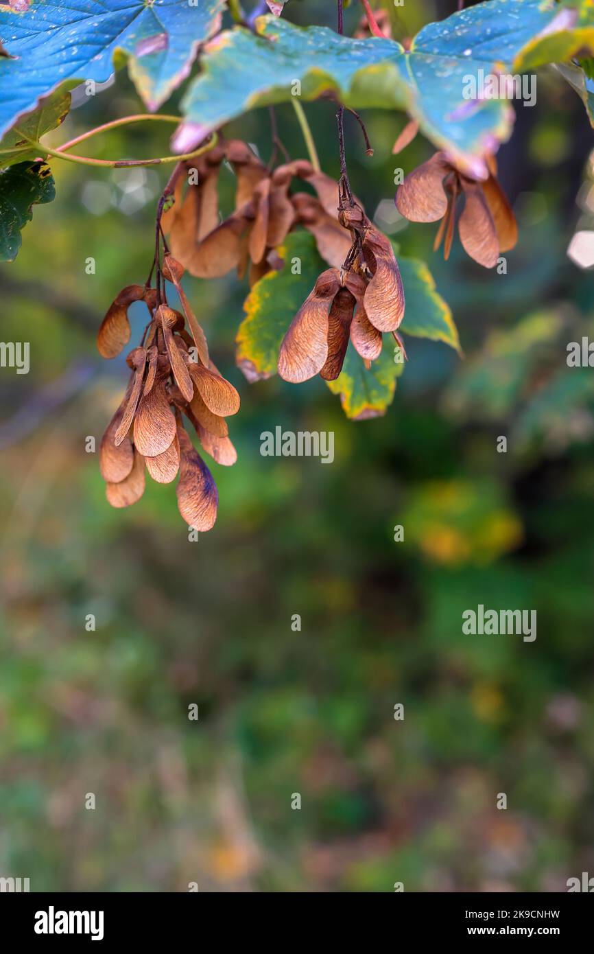 Foglie autunnali e semi di acero su sfondo strutturato in Polonia Foto Stock