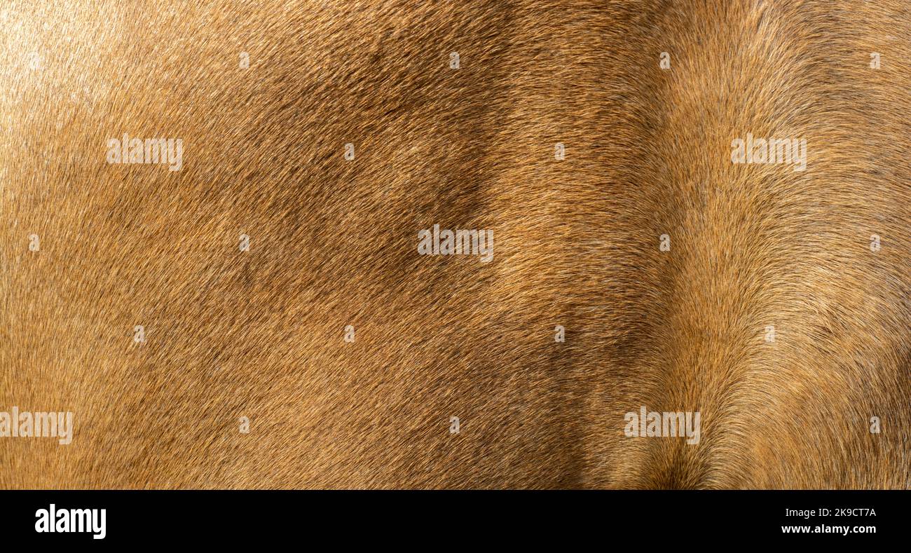 Struttura marrone dei capelli di una pelle di cavallo Foto Stock