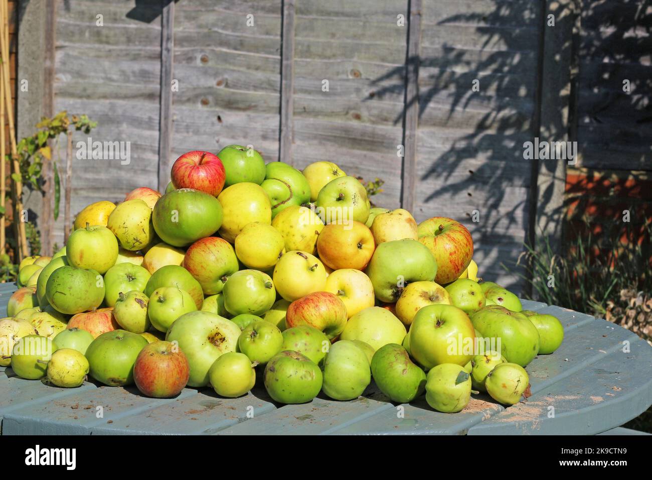 Mucchio di mangiare mele su un tavolo. Mele raccolte nel raccolto autunnale o autunnale. Foto Stock