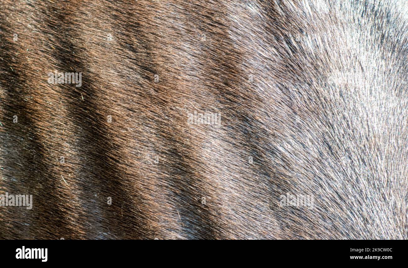 Struttura dei capelli di fronte di un cavallo Foto Stock