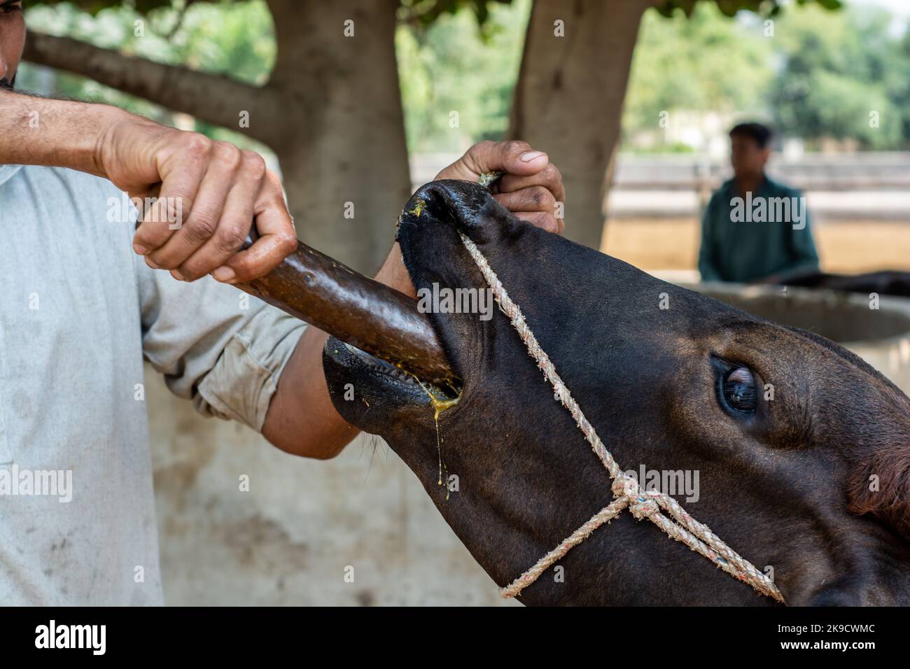 Medico veterinario che versa la medicina di erbe nella bocca di un bufalo Foto Stock
