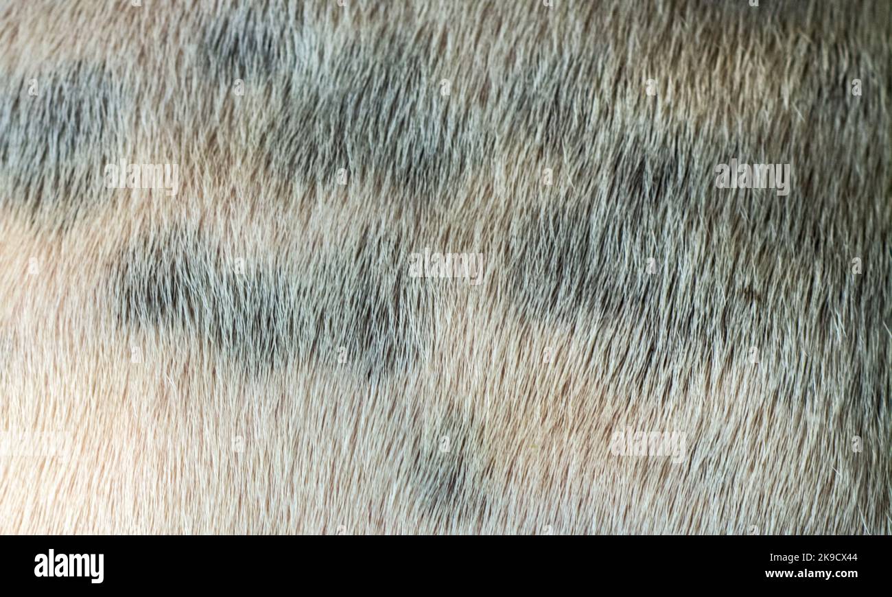 Sfondo texture pelle cane Foto Stock