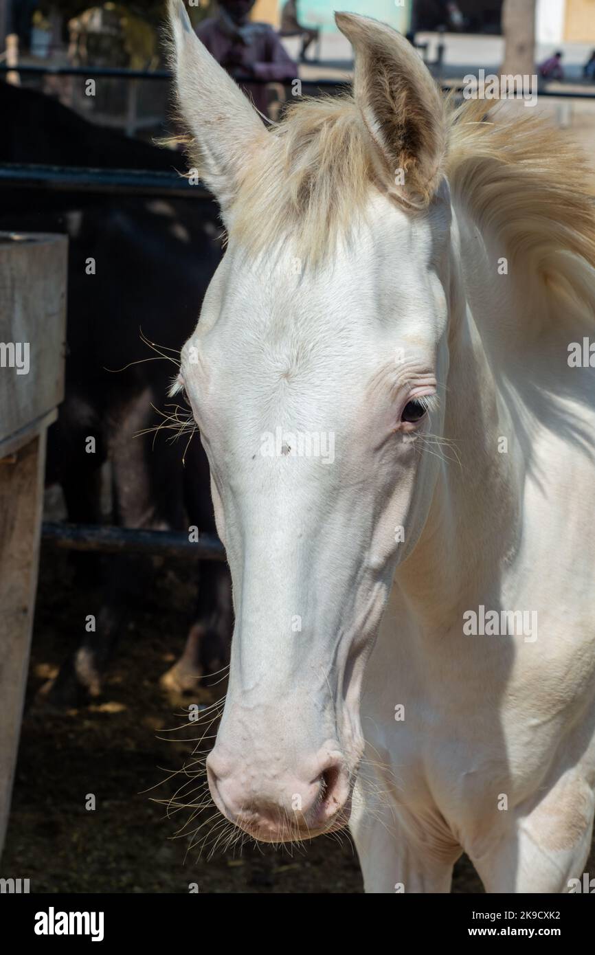 Giovane cavallo bianco in stalla Foto Stock