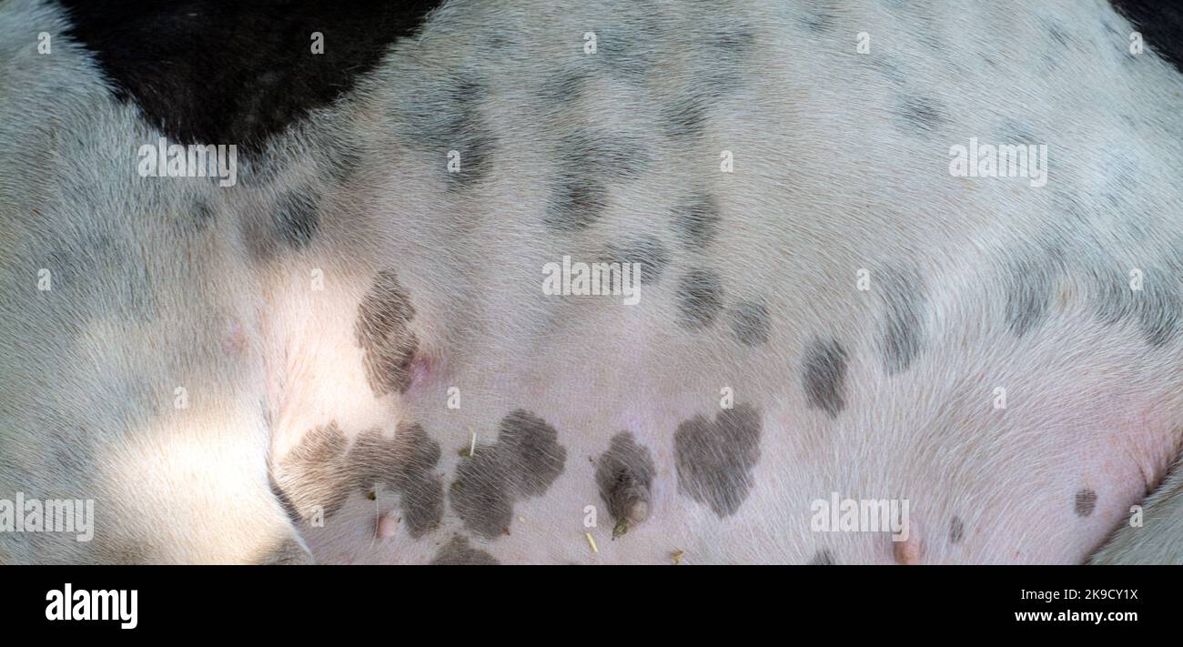 Tessuto peloso bianco e nero della pelle di un cane Foto Stock