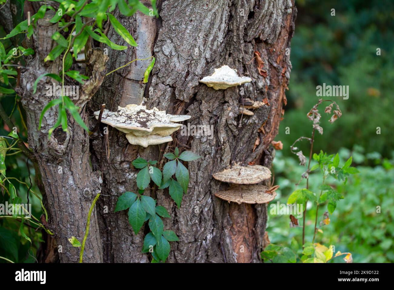Macro vista di funghi grandi (Daedaleopsis) che crescono sul tronco di un albero maturo Foto Stock