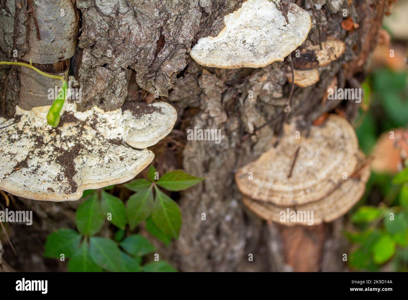 Macro vista di funghi grandi (Daedaleopsis) che crescono sul tronco di un albero maturo Foto Stock